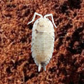 Picture of White isopod porcellio laevis