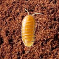 Picture of T+ Albino Isopod, Armadillidium vulgare
