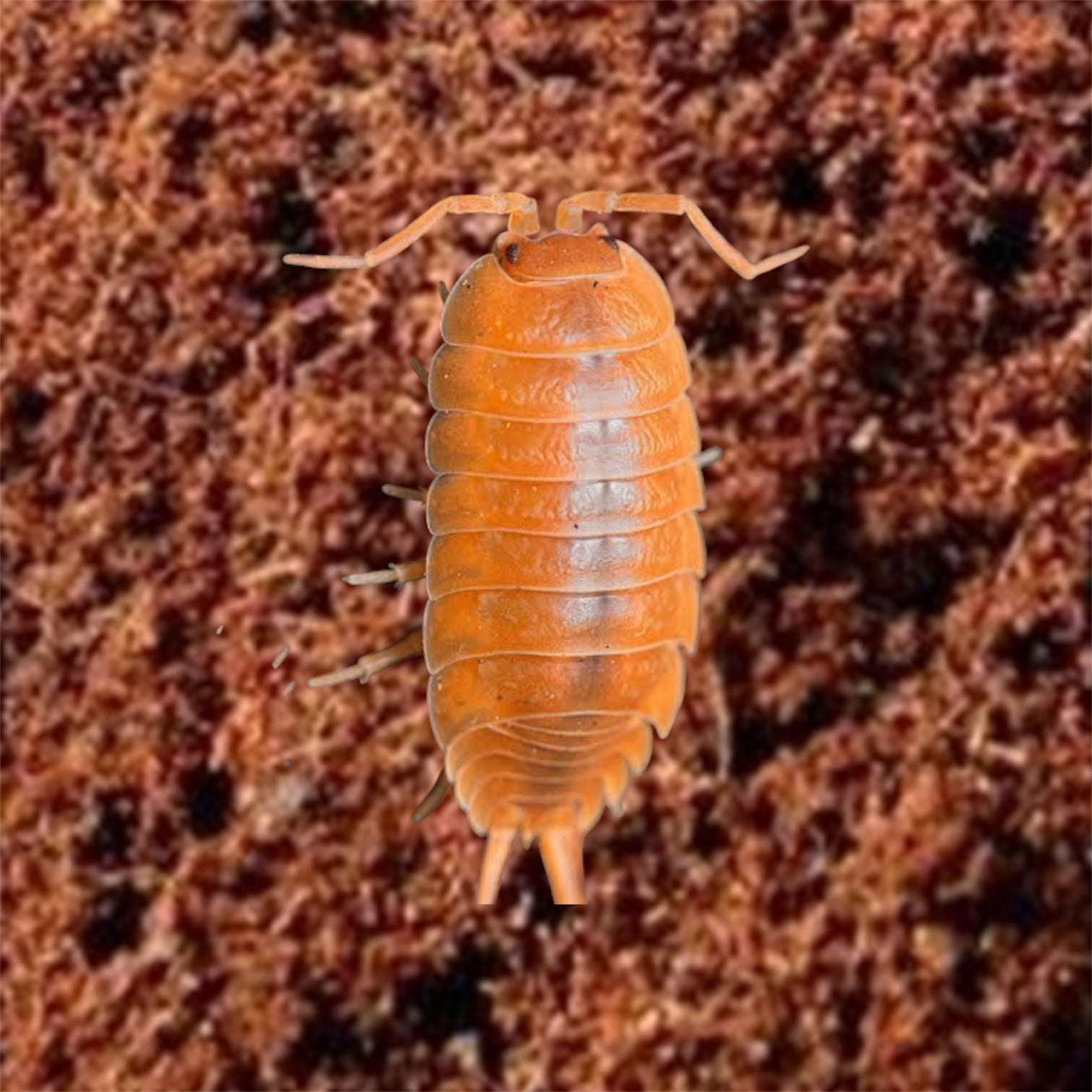 Picture of an orange isopod, porcellio laevis