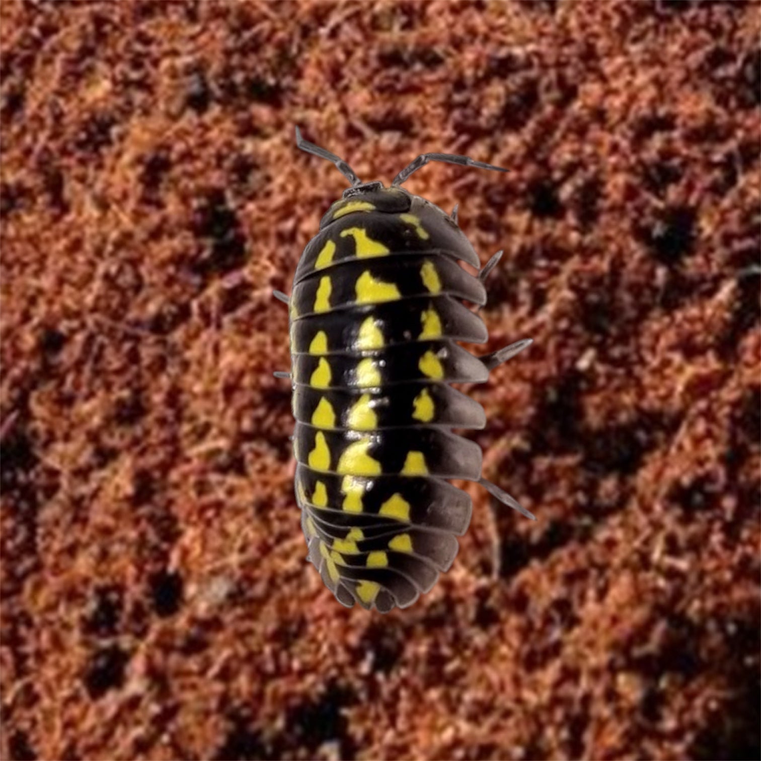 Picture of High Yellow Spotted Giant Isopods, Armadillidium gestroi