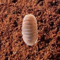 Picture of Papaya isopod, Cubaris Murina