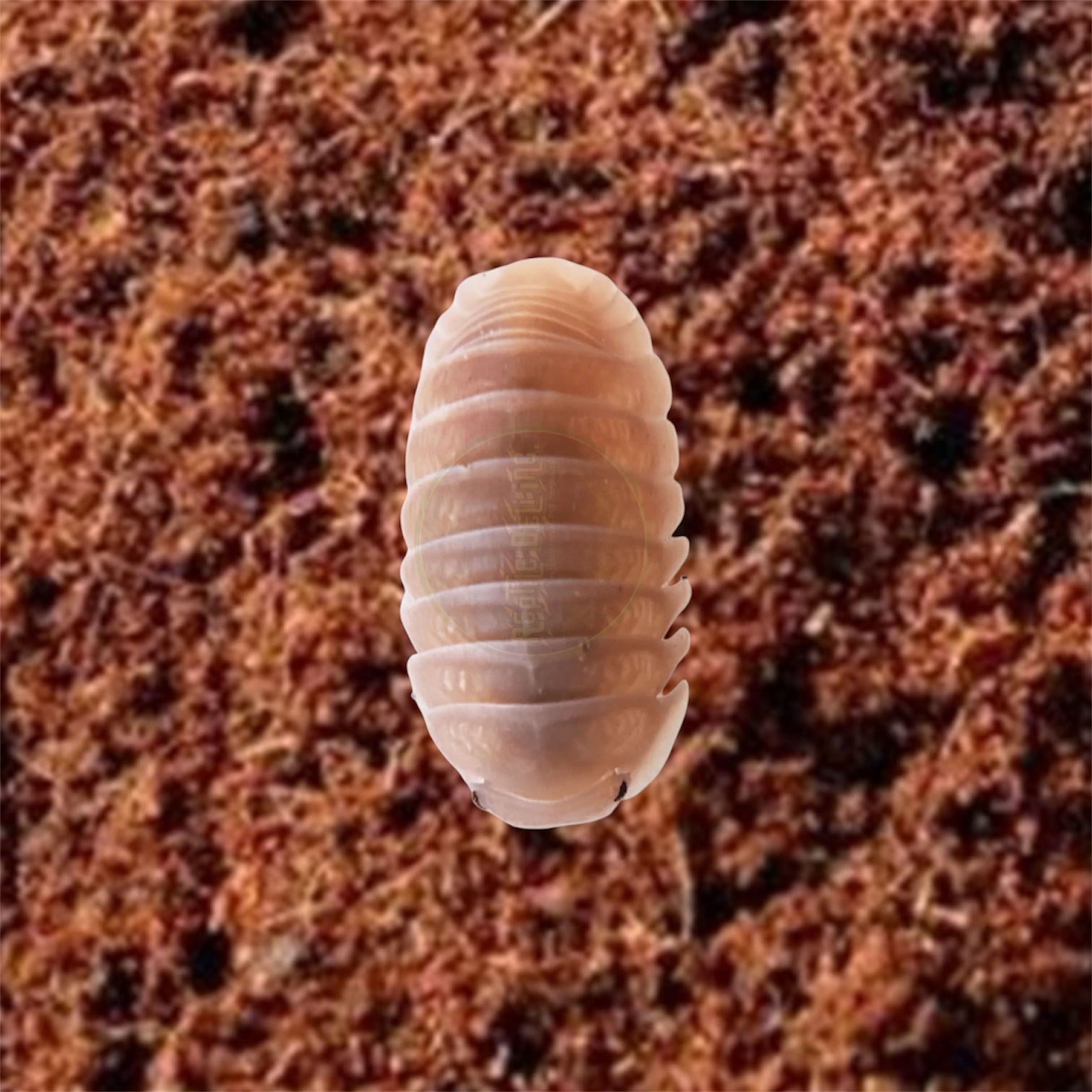 Picture of Papaya isopod, Cubaris Murina