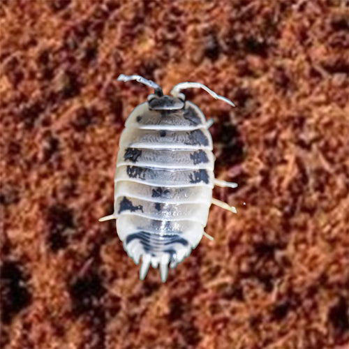 Picture of dairy cow isopod, porcellio laevis