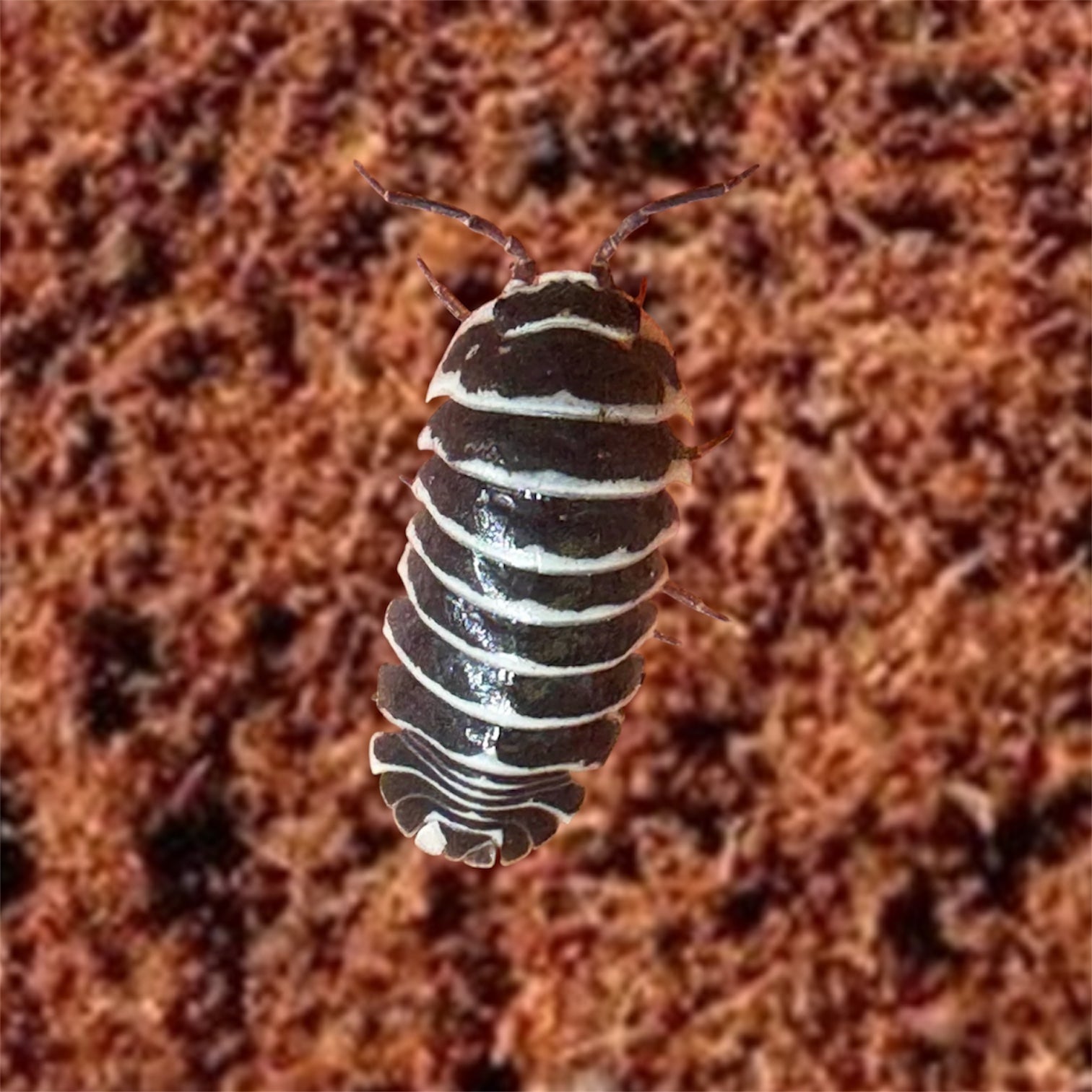 Picture of zebra isopod