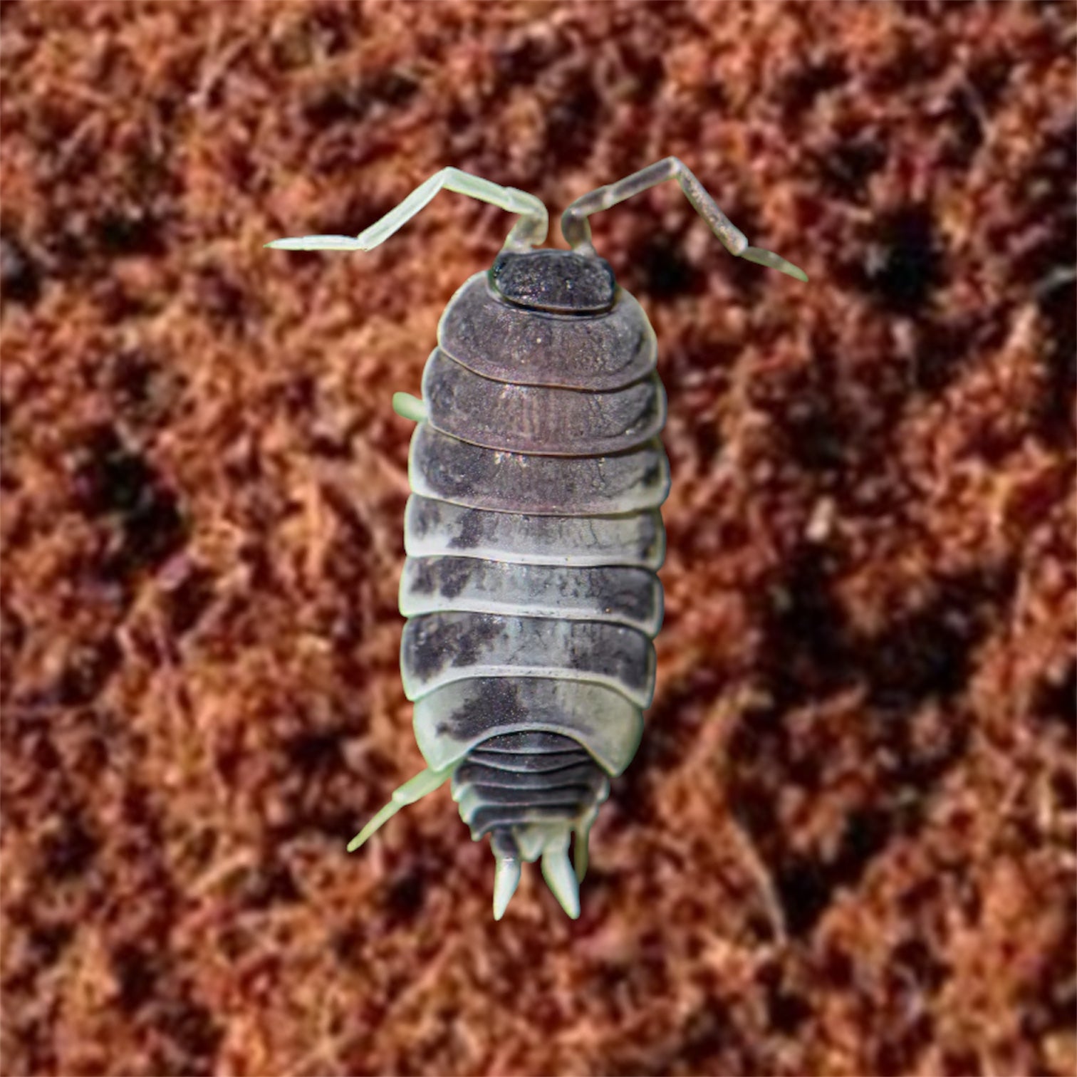 Oreo Crumble Isopods (Porcellionides pruinosus) – High-Contrast Black & White Morph for Pet Keeping & Collections