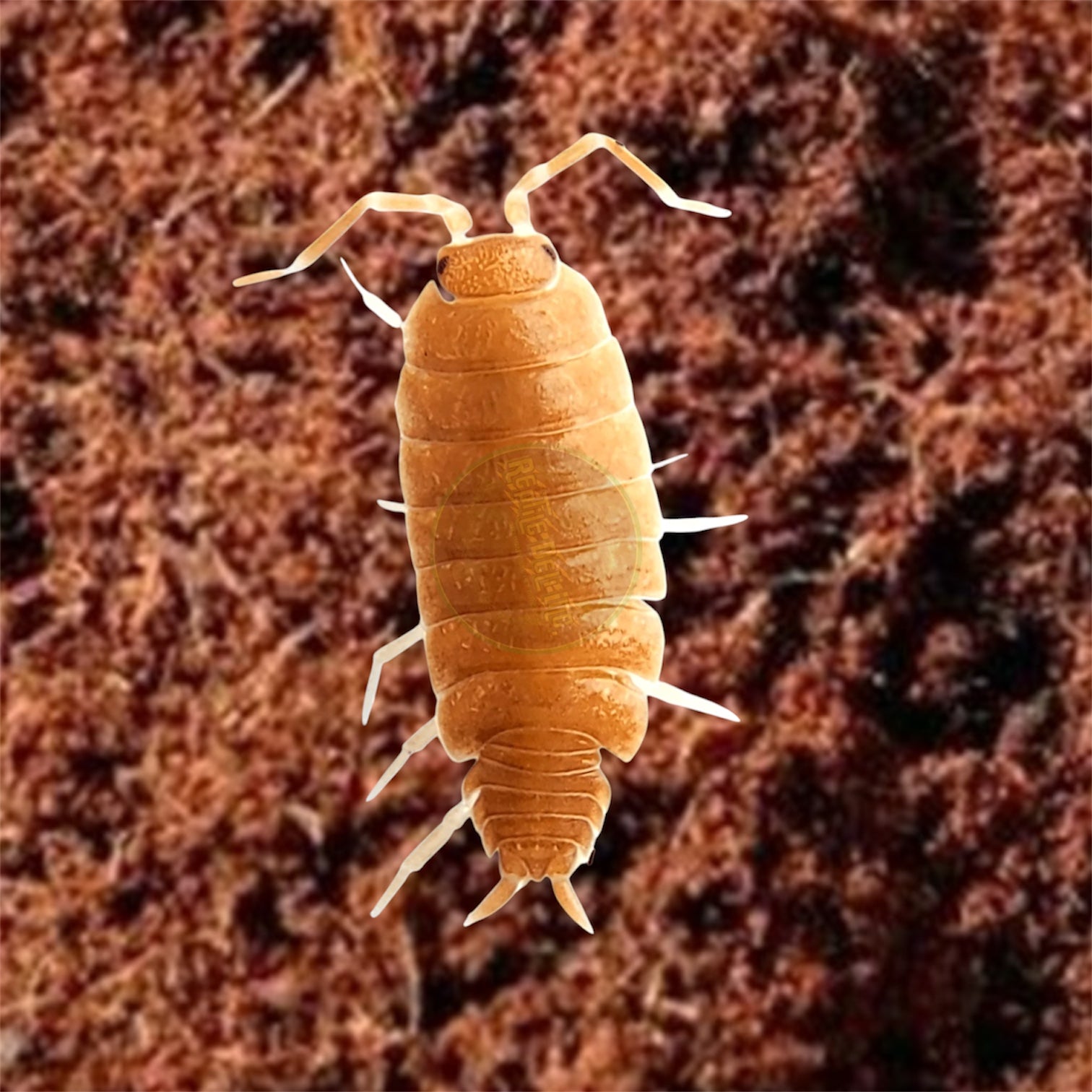 Powder Orange Isopods (Porcellionides pruinosus) – Fast-Breeding Vibrant Morph for Pet Keeping & Collections