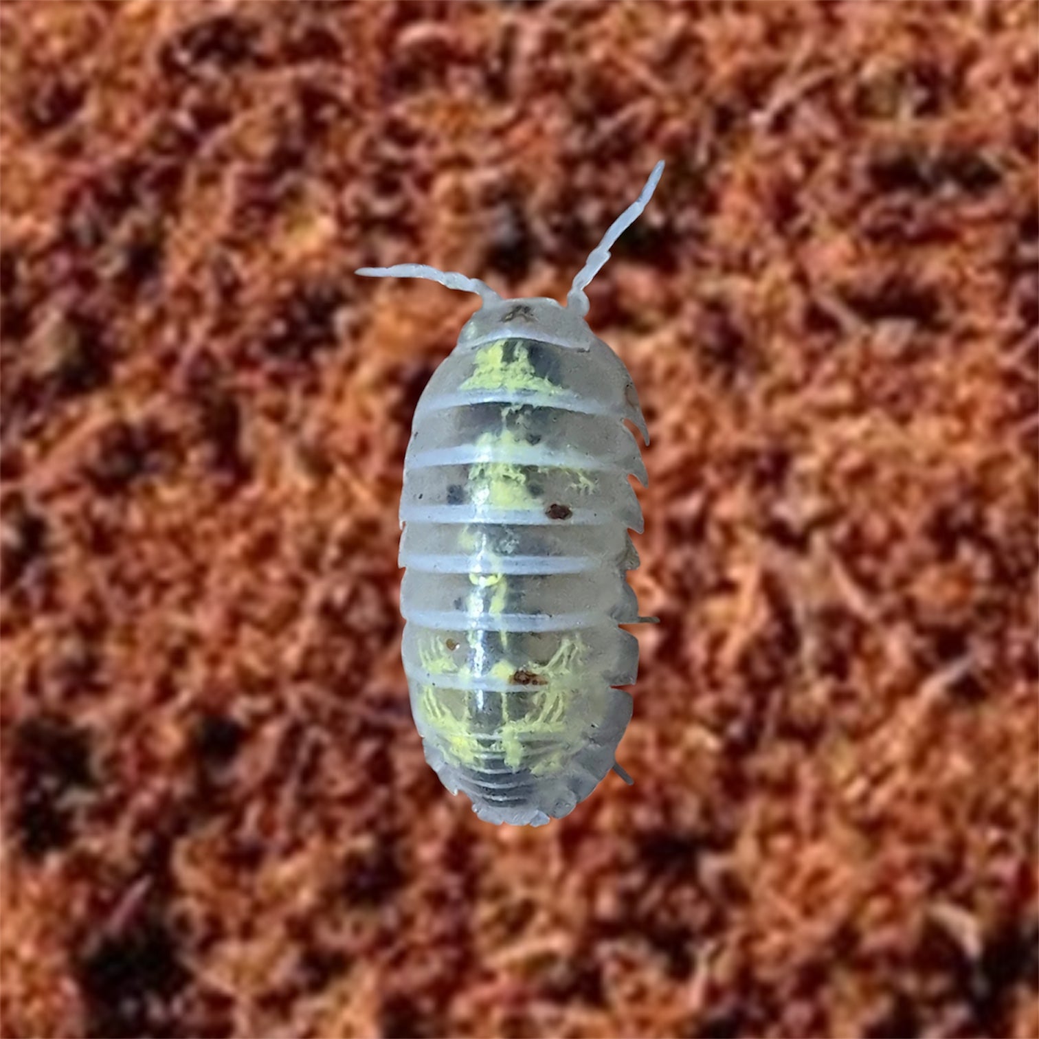 Picture of magic potion isopod