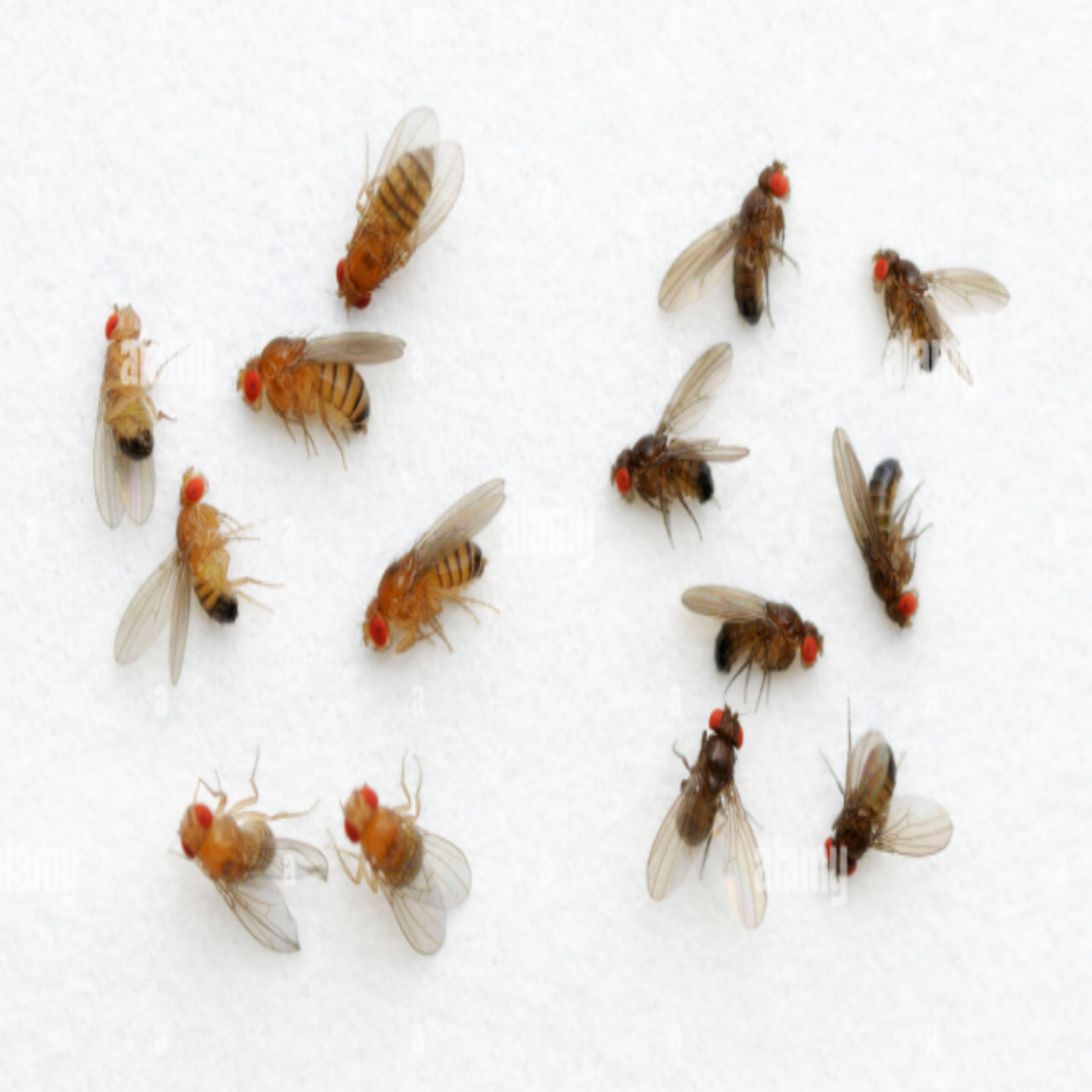 Picture of flightless fruit flies that are the black and gold variant which will be in a culture