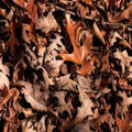 Picture of leaf litter