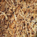 Picture of sphagnum moss