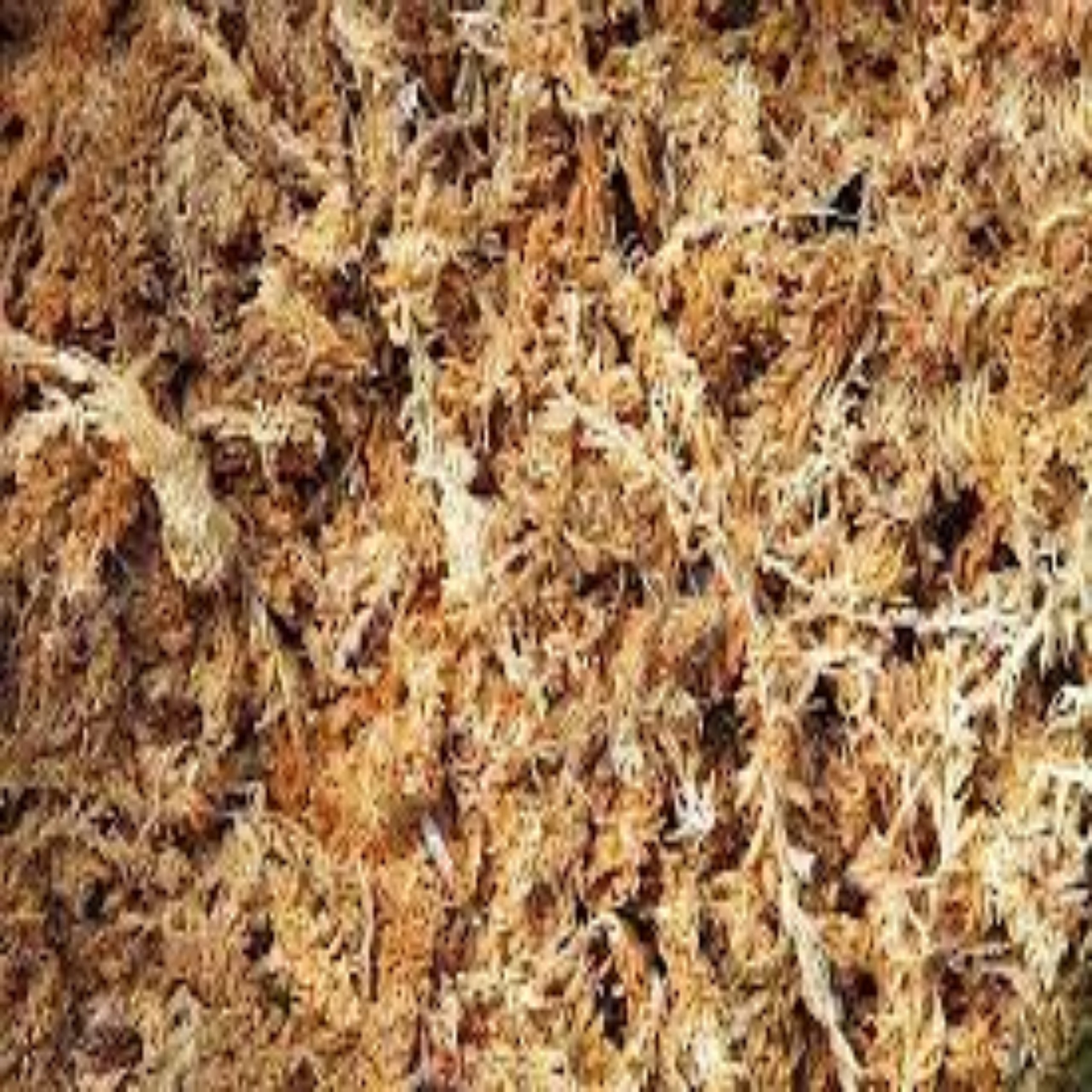 Picture of sphagnum moss